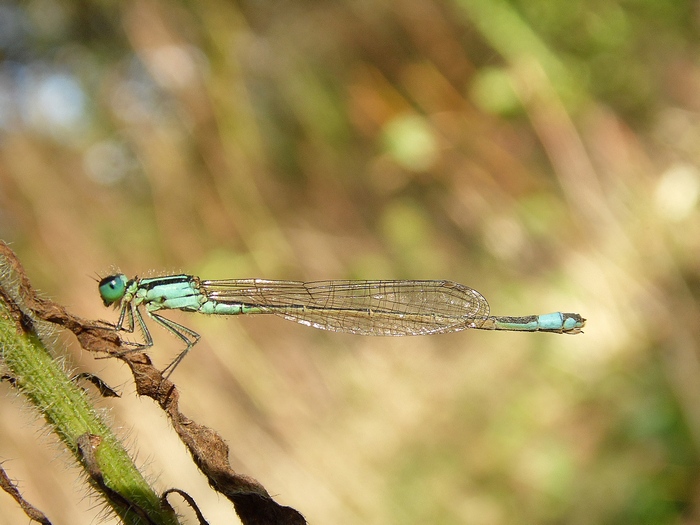 Libellule del Parco del Ticino